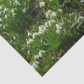 スノードロップII （ガランサス）春フローラ 薄葉紙 (詳細)