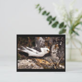 スノーバンティング ポストカード (スタンド正面)