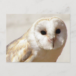 スノーバームフクロウ葉書 ポストカード
