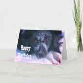 スノーフェイスコ縁どリーかわいい誕生日カード カード (正面)