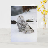 スノーフクロウの夕べ影 カード (黄色い花)