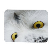 スノーフクロウの目 マグネット (横)