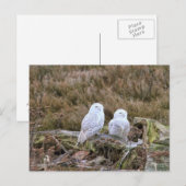 スノーフクロウカップル ポストカード (正面/裏面)