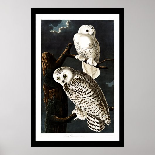 スノーフクロウヴィンテージイラストレーション ポスター (正面)