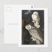 スノーフクロウヴィンテージオードボンイラストレーション ポストカード (正面/裏面)