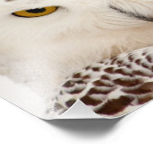 スノーフクロウ撮影プリント フォトプリント            (角)