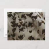 スノーフクロウ羽毛はがき ポストカード (正面/裏面)