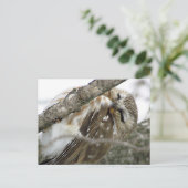 スノーフクロウ葉書 ポストカード (スタンド正面)