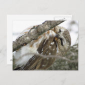 スノーフクロウ葉書 ポストカード (正面/裏面)