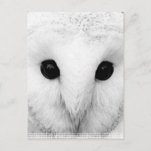 スノーフクロウ葉書 ポストカード
