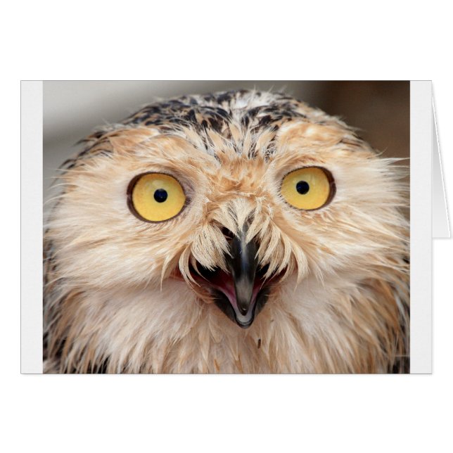 スノーフクロウ (正面横)