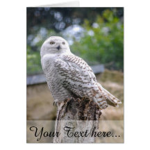スノーフクロウ