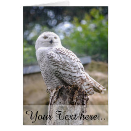 スノーフクロウ