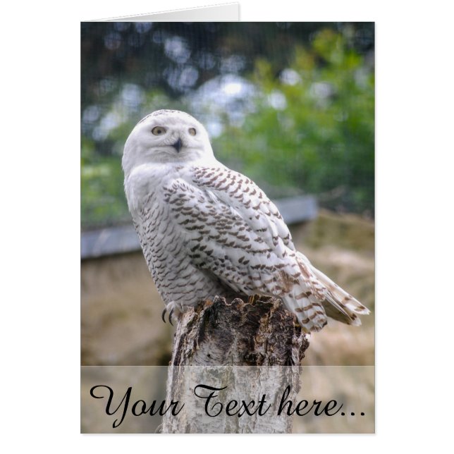 スノーフクロウ (正面)
