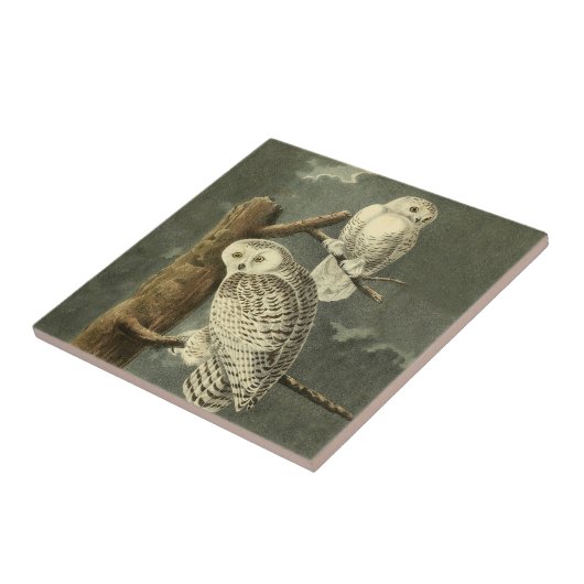 スノーフクロウ・アウドゥボンバードのアートワーク タイル (側面)