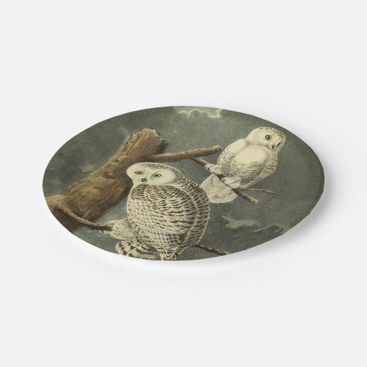 スノーフクロウ・アウドゥボンバードのアートワーク ペーパープレート (アングル)