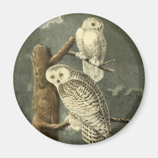 スノーフクロウ・アウドゥボンバードのアートワーク マグネット (正面)