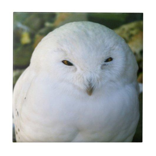 スノーフクロウ タイル (正面)