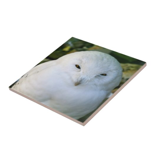 スノーフクロウ タイル (側面)