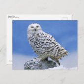 スノーフクロウ ポストカード (正面/裏面)