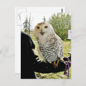 スノーフクロウ ポストカード (正面/裏面)
