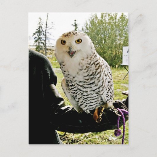 スノーフクロウ ポストカード (正面)