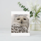 スノーフクロウ ポストカード (スタンド正面)