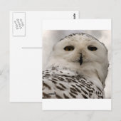 スノーフクロウ ポストカード (正面/裏面)