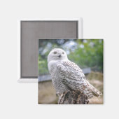 スノーフクロウ マグネット (正面/裏面)