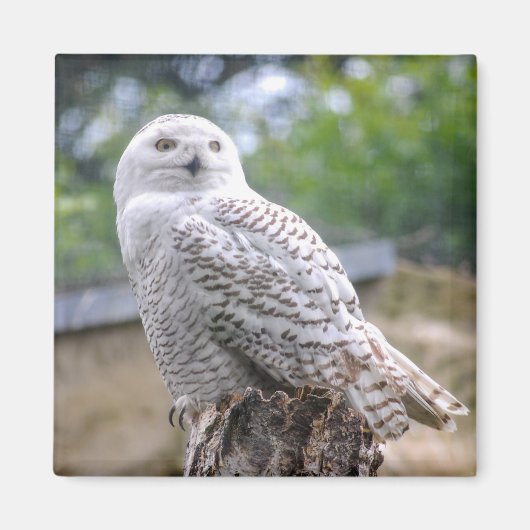 スノーフクロウ マグネット (正面)