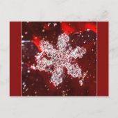 スノーフレーク写真はがき ポストカード (正面)