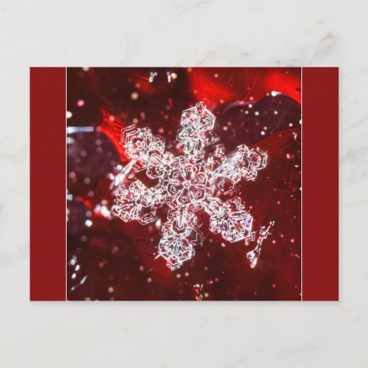 スノーフレーク写真はがき ポストカード (正面)