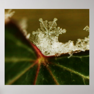 スノーフレーク2009ブリザード ポスター