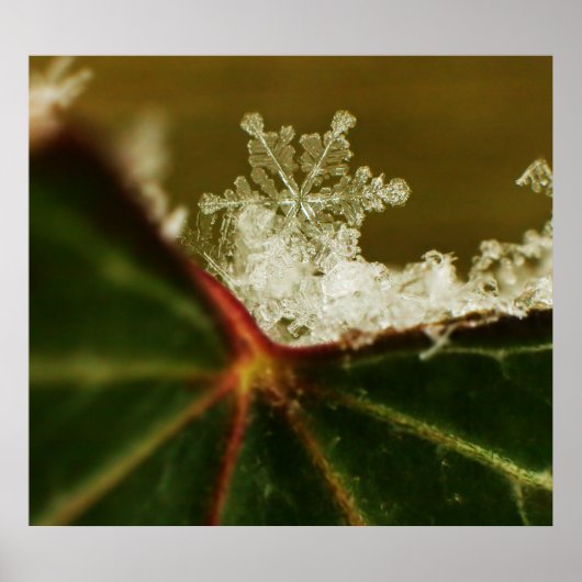 スノーフレーク2009ブリザード ポスター (正面)