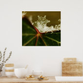 スノーフレーク2009ブリザード ポスター (キッチン)