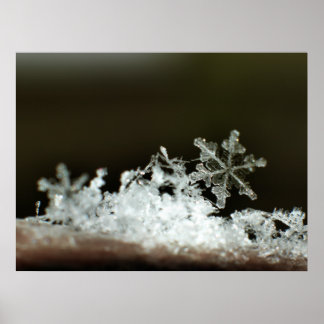 スノーフレーク2009ブリザード ポスター