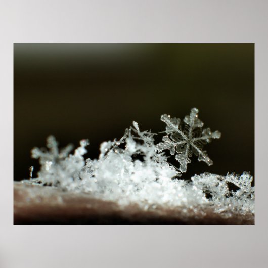 スノーフレーク2009ブリザード ポスター (正面)