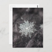 スノーフレーク・レイヤー – マクロ ポストカード (正面/裏面)