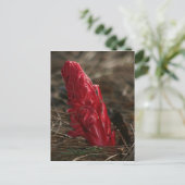 スノープラント ポストカード (スタンド正面)