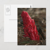 スノープラント ポストカード (正面/裏面)