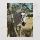 スノーホワイト・ザ・ホース, 誕生日ポストカード ポストカード (正面)