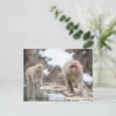 スノーモンキー。日本. ポストカード (スタンド正面)