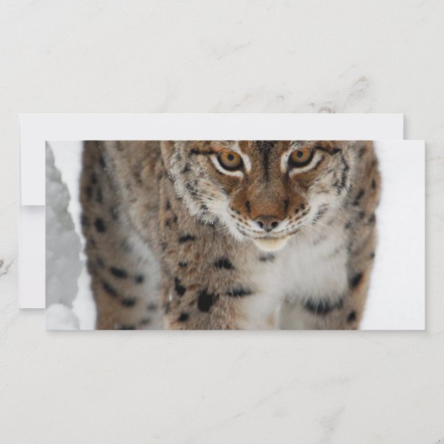 スノーリンクス (正面)