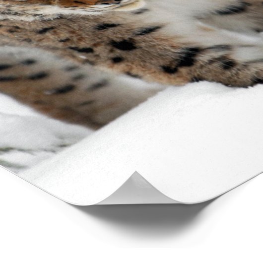 スノーリンクス ポスター (角)