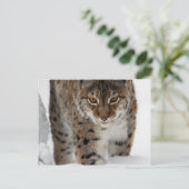 スノーリンクス ポストカード (スタンド正面)