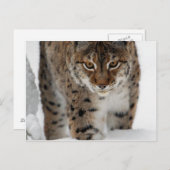 スノーリンクス ポストカード (正面/裏面)