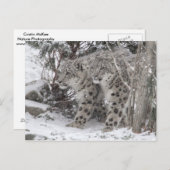 スノーレオパード兄弟歩くイン深い雪 ポストカード (正面/裏面)