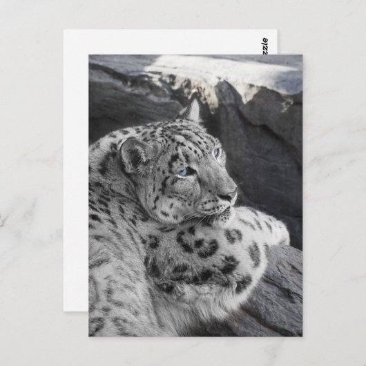 スノーレパードの氷のような視線 ポストカード (正面/裏面)