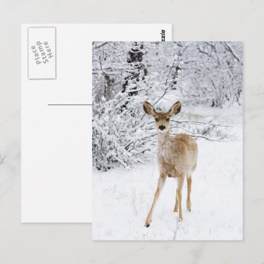 スノー・ディア ポストカード (正面/裏面)
