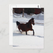 スノー・ホース ポストカード (正面/裏面)
